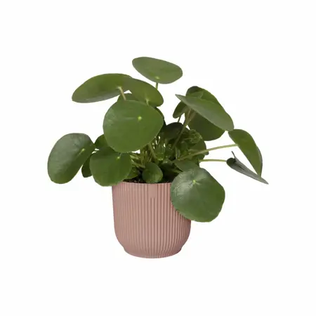 Elho Bloempot Vibes Fold rond 25cm roze - afbeelding 2