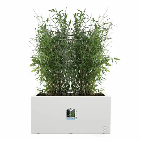 Elho Bloempot Vivo Next Lang 60cm wit - afbeelding 2