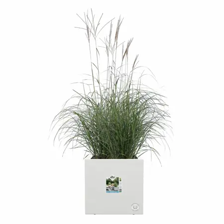 Elho Plantenbak Vivo Next vierkant 30cm wit - afbeelding 2