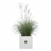 Elho Plantenbak Vivo Next vierkant 30cm wit - afbeelding 2