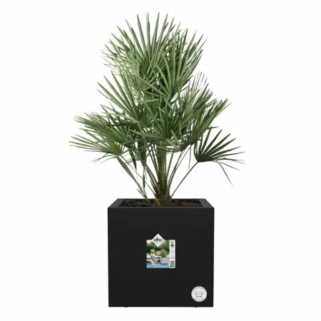 Elho Plantenbak Vivo Next vierkant 30cm zwart - afbeelding 2