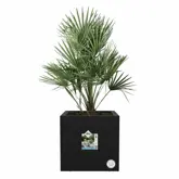 Elho Plantenbak Vivo Next vierkant 40cm zwart - afbeelding 2