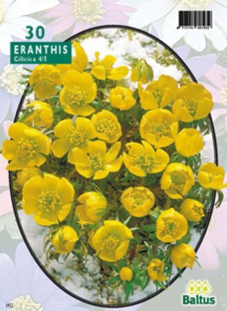 Eranthis Cilicica per 30