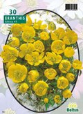 Eranthis Cilicica per 30