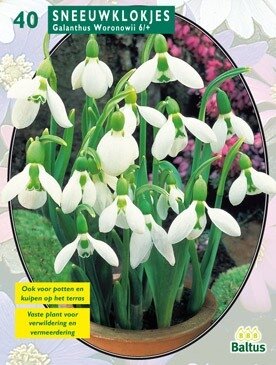 Galanthus Woronowii per 25