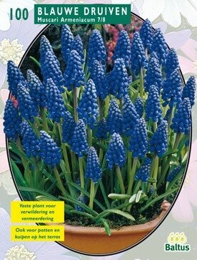 Muscari Armeniacum per 100