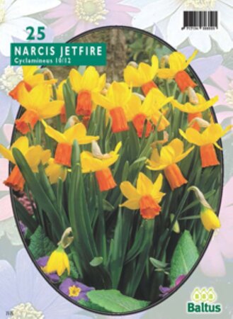 Narcis Mini Jetfire, Geel/Oranje per 25