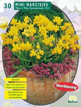 Narcis Mini Tete a Tete per 20