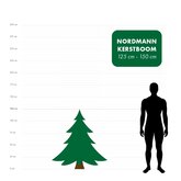 Nordmann kerstboom gezaagd 125 - 150 cm - afbeelding 2