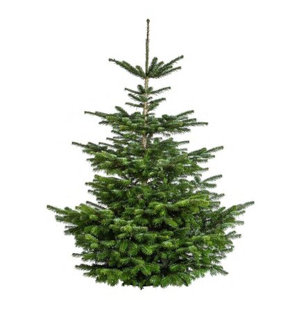 Nordmann kerstboom gezaagd 125 - 150 cm - afbeelding 1