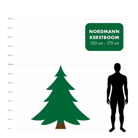 Nordmann kerstboom gezaagd 150 - 175 cm - afbeelding 2