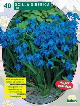 Scilla Siberica per 40