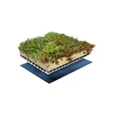 Sempergreen Place ’n go® Sedumtray - afbeelding 1