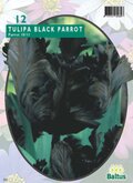 Tulipa Black Parrot, Parkiet per 12