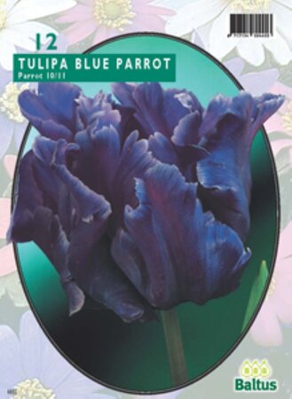 Tulipa Blue Parrot, Parkiet per 12